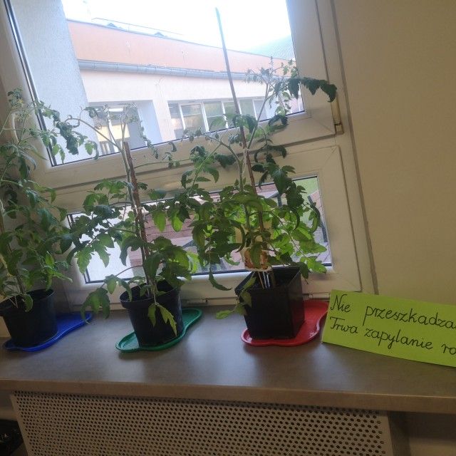 Projekt "Zielono nam - wystawa rozsad papryki i pomidora" - Zdjęcie: 21/34