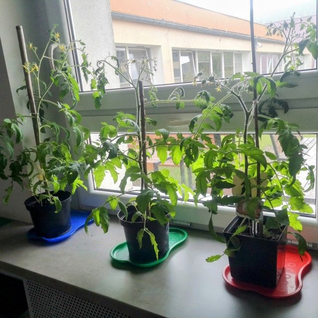 Projekt "Zielono nam - wystawa rozsad papryki i pomidora" - Zdjęcie: 32/34